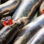 Alici marinate fatte in casa